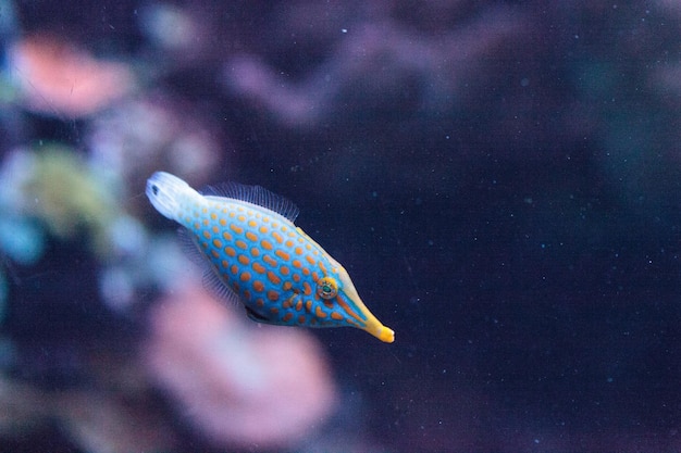 Primer plano de peces nadando en un tanque en un acuario
