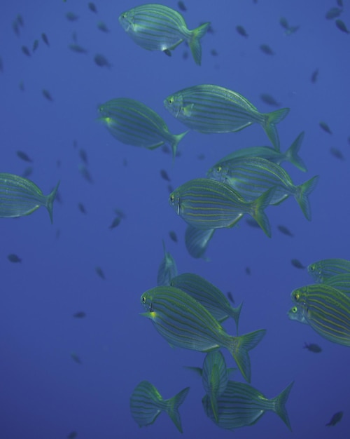 Primer plano de peces que nadan en el acuario