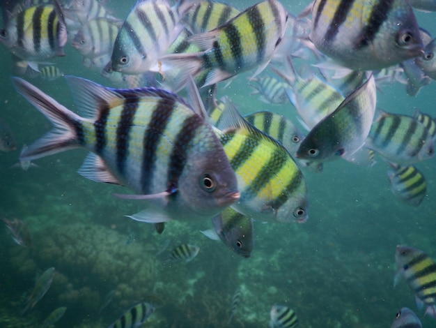 Primer plano de peces que nadan en el acuario