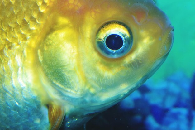 Foto primer plano de peces que nadan en el acuario