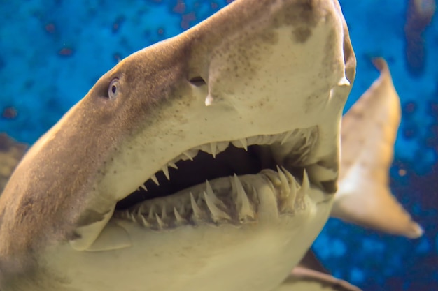 Foto primer plano de peces que nadan en el acuario