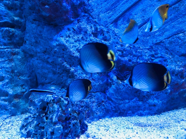 Foto primer plano de peces que nadan en el mar