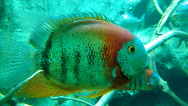 Foto primer plano de peces que nadan en el mar