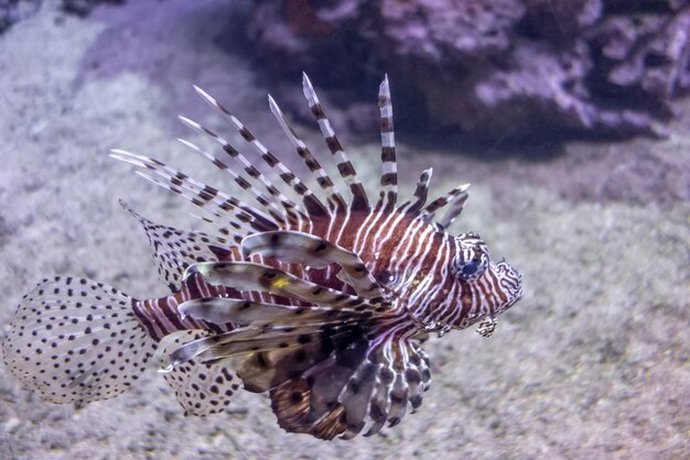 Foto primer plano de peces que nadan en el mar