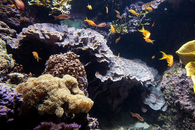 Foto primer plano de peces que nadan en el mar