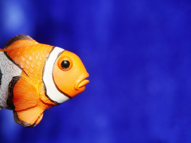 Foto primer plano de peces que nadan en el mar