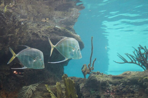 Foto primer plano de peces que nadan en el mar