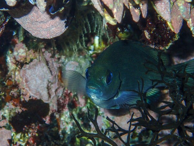 Foto primer plano de peces que nadan en el mar