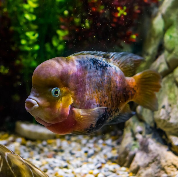 Primer plano de peces que nadan en el mar