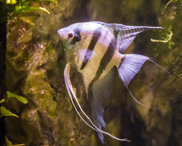 Foto primer plano de peces que nadan en el mar