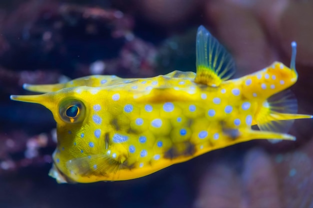 Foto primer plano de peces que nadan en el mar