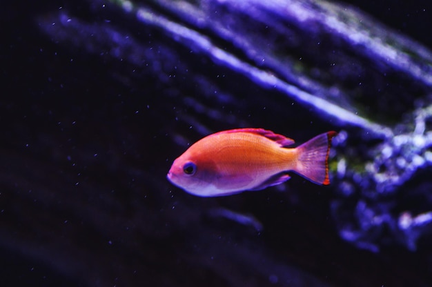 Primer plano de peces que nadan en el mar