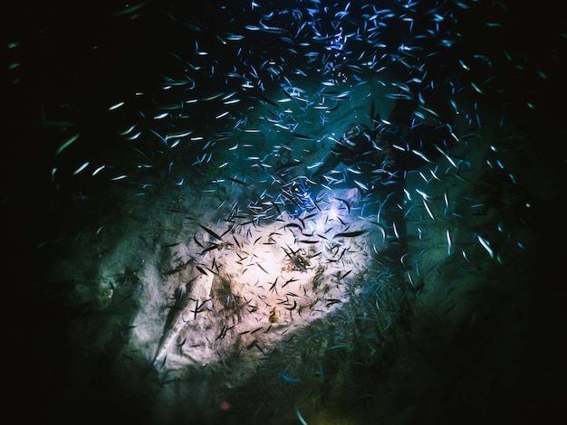 Foto primer plano de peces que nadan en el mar