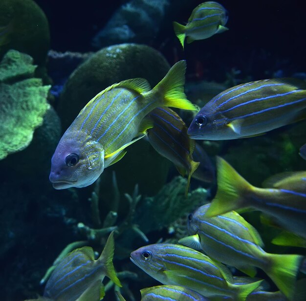 Foto primer plano de peces que nadan en el mar