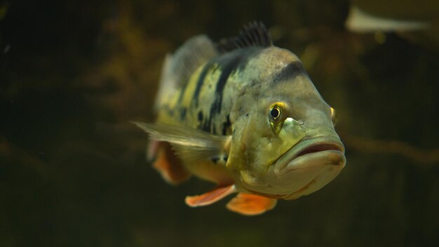 Foto primer plano de peces que nadan en el mar