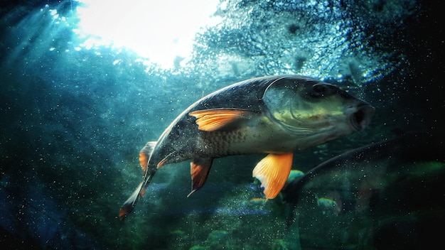 Foto primer plano de peces que nadan en el mar