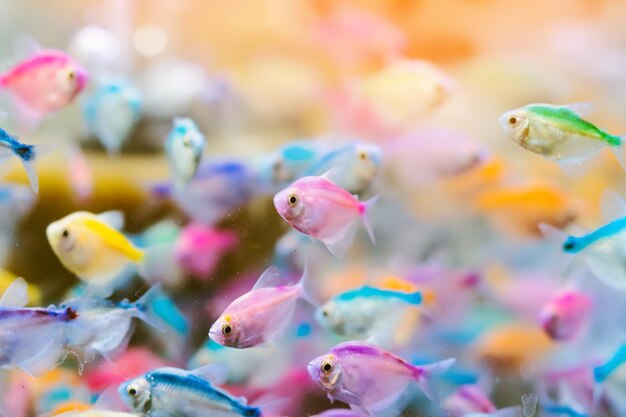 Foto primer plano de peces que nadan en el mar