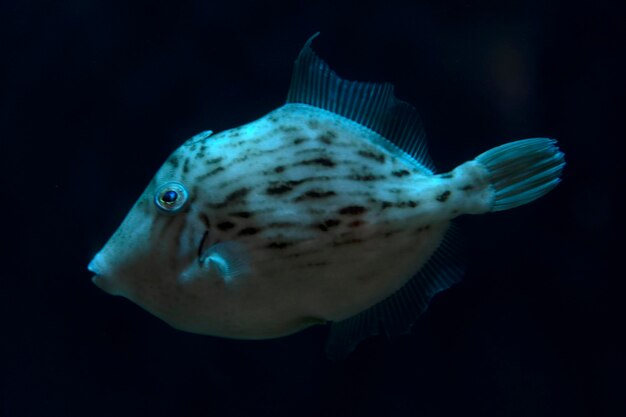 Foto primer plano de peces que nadan en el mar