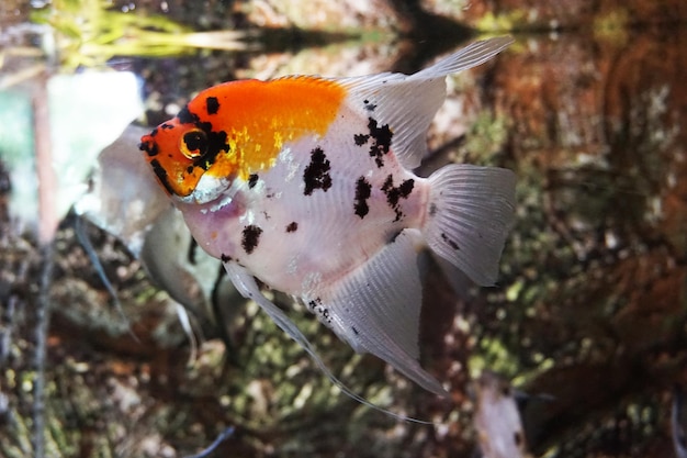 Foto primer plano de peces que nadan en el mar