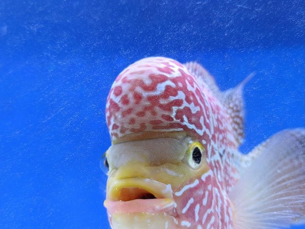 Primer plano de peces que nadan en el mar