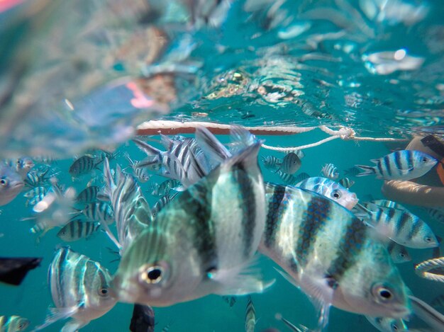 Primer plano de peces que nadan en el mar