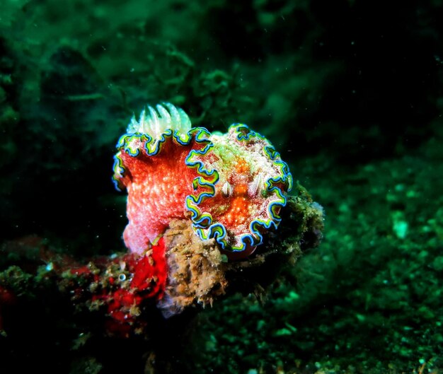 Foto primer plano de peces que nadan en el mar