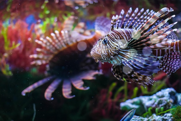 Primer plano de peces que nadan en el mar