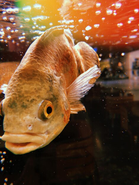 Foto primer plano de peces que nadan en el mar