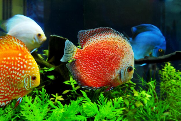 Foto primer plano de peces que nadan en el tanque