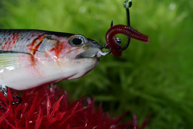 Primer plano de los peces rojos