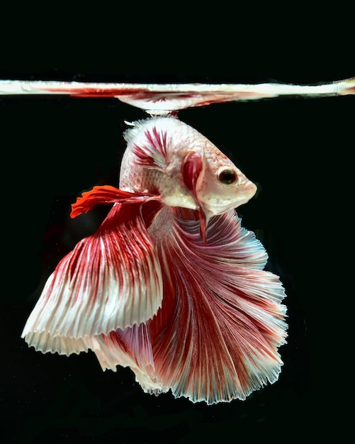 Primer plano de peces siameses luchando nadando bajo el agua contra un fondo negro