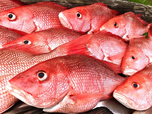 Primer plano de peces para la venta en el mercado