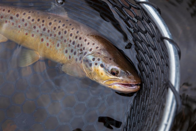 Primer plano de peces para la venta