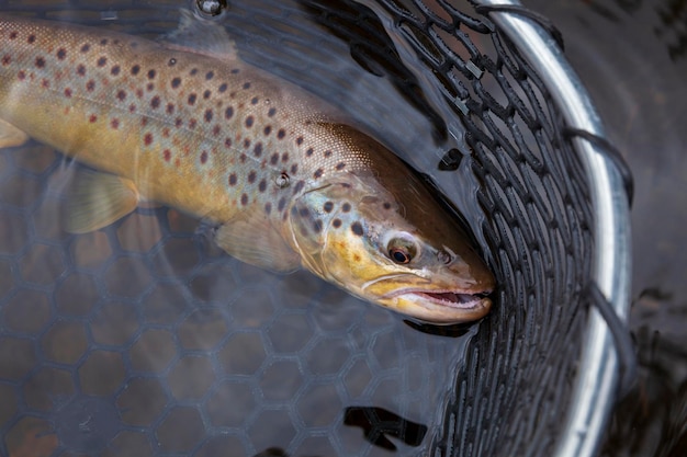 Foto primer plano de peces para la venta