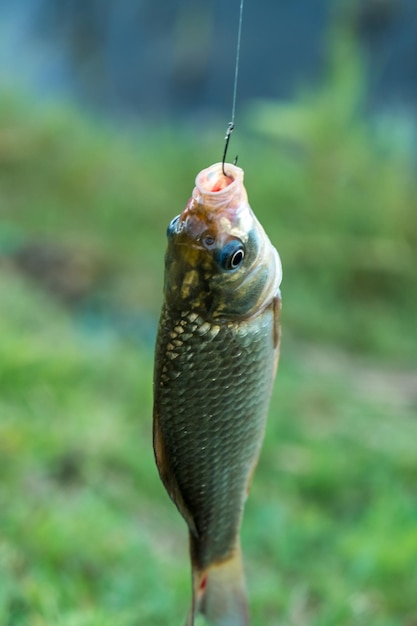 Foto primer plano de los peces