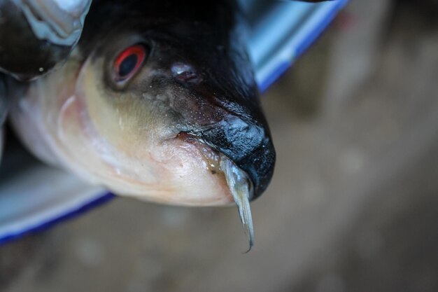 Foto primer plano de los peces