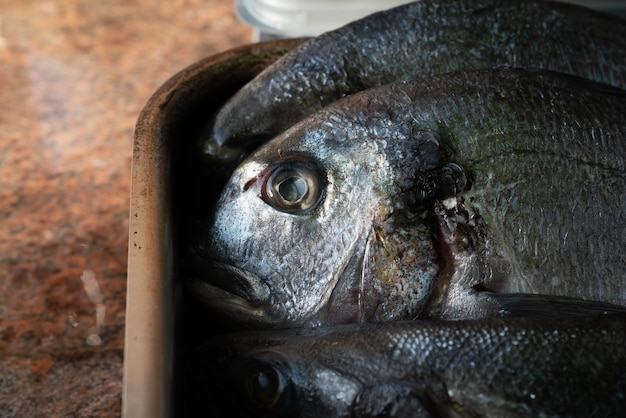 Foto primer plano de los peces