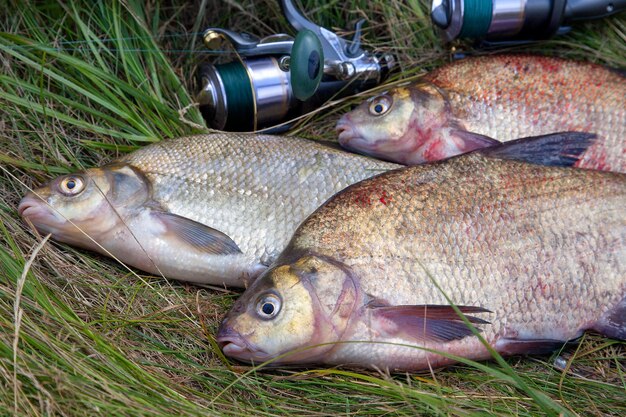 Primer plano de los peces