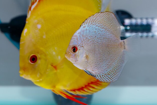 Primer plano de los peces