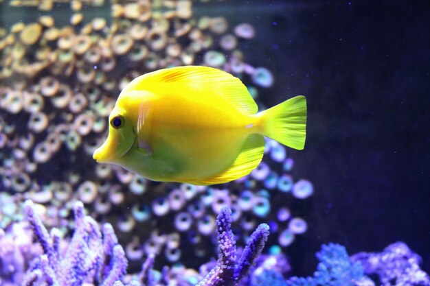 Foto un primer plano de los peces