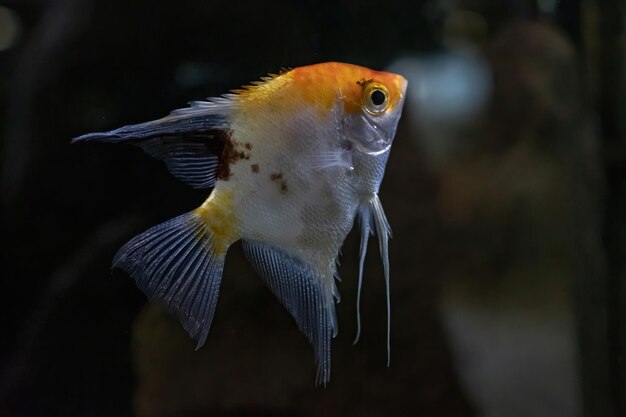 Primer plano de los peces