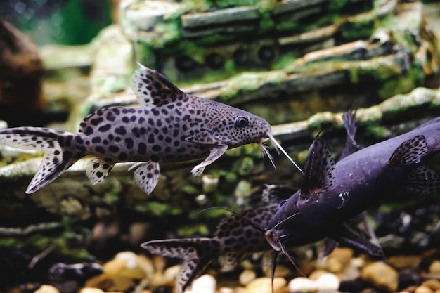 Foto primer plano de los peces