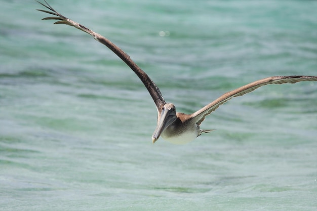 Foto primer plano de un pelícano volando sobre el agua