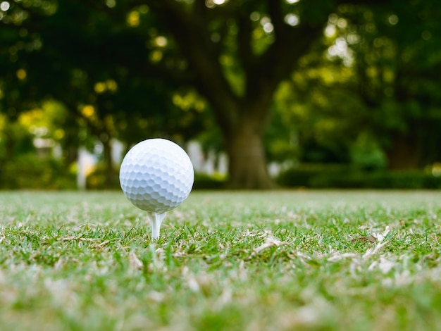 Primer plano de una pelota de golf en el campo