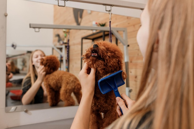 Primer plano de una peluquera cepillando el cabello del perro caniche Teacup con un peine después de bañarse en el salón de aseo