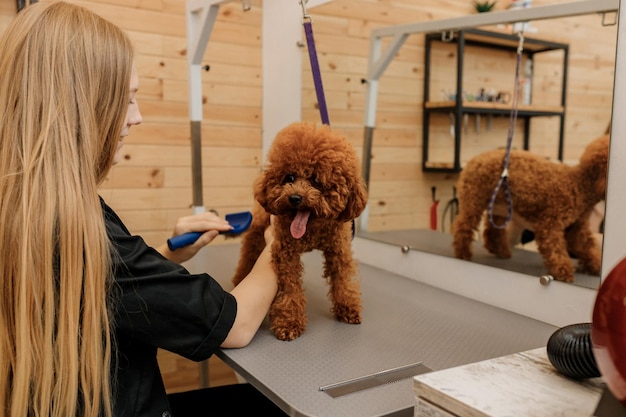 Primer plano de una peluquera cepillando el cabello del perro caniche Teacup con un peine después de bañarse en el salón de aseo