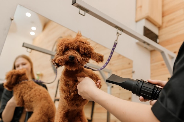 Primer plano de una peluquera profesional para mascotas taza de té seca piel de perro caniche con un secador de pelo después del lavado en el salón de belleza Concepto de aseo