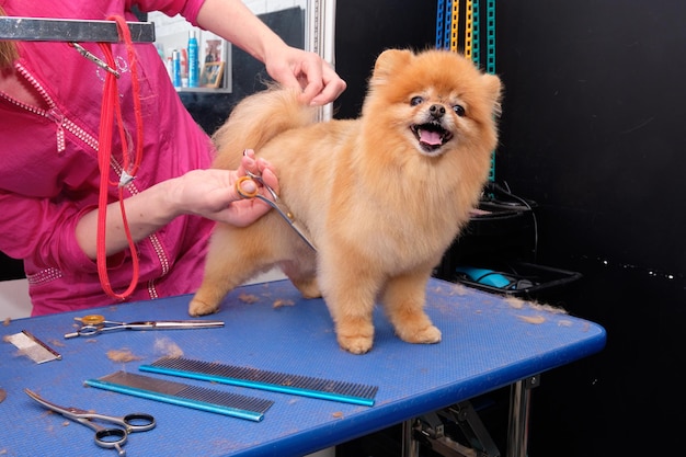 Primer plano de un peluquero profesional esquilando un Pomerania con tijeras