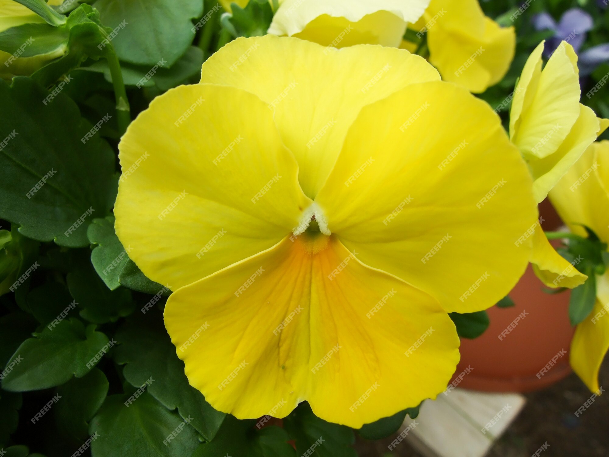 Primer plano de pensamientos amarillos de flor colorida pensamiento | Foto  Premium