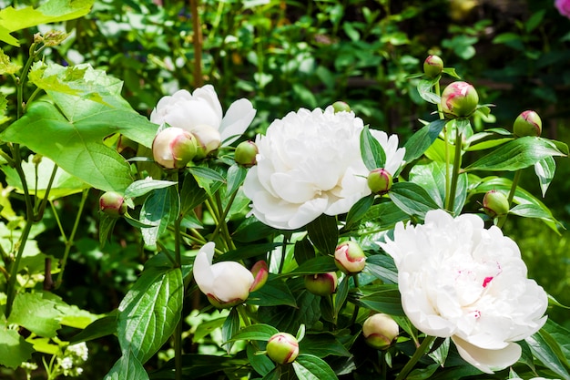 Primer plano de peonía blanca en jardín verde